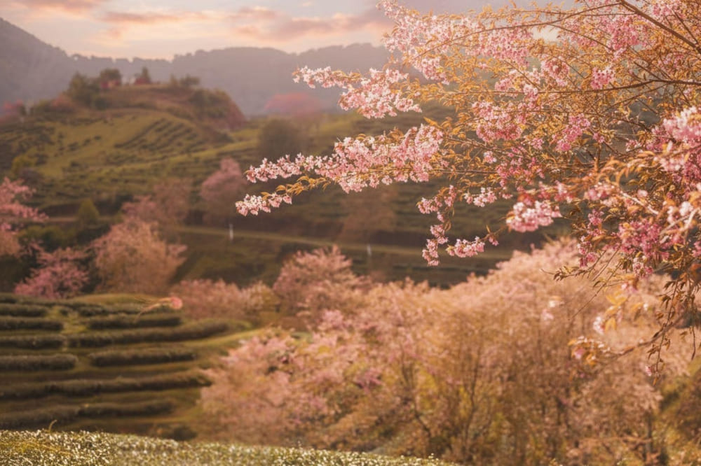 Săn mùa hoa đào Sa Pa